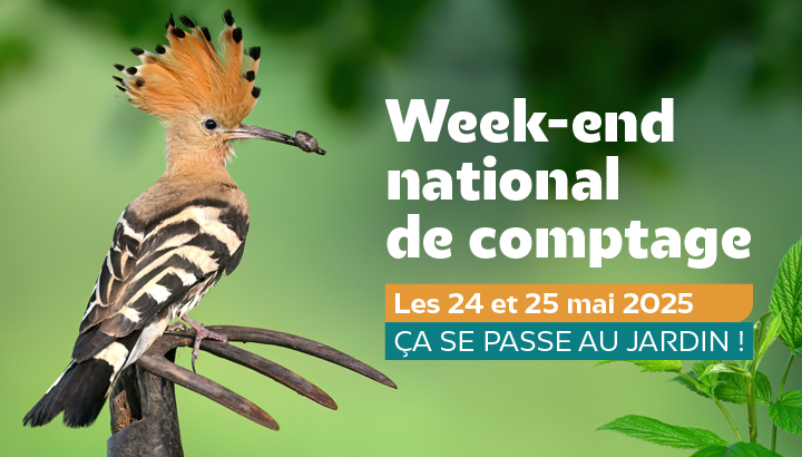 Comptage des oiseaux des jardins : on remet ça les 24 et 25 mai !